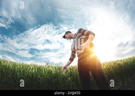 Ein junger Agronom hält eine Mappe in den Händen auf einem grünen Weizenfeld. Ein Landwirt notiert sich bei Sonnenuntergang über den Hintergrund landwirtschaftlicher Flächen. Mann Stockfoto