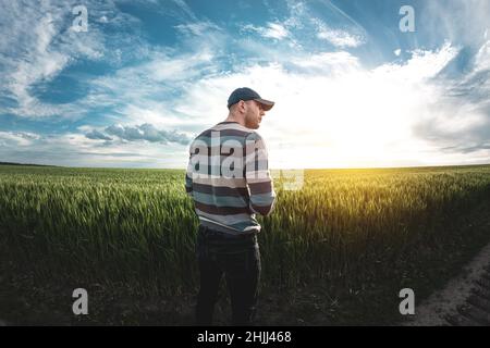 Ein junger Agronom hält eine Mappe in den Händen auf einem grünen Weizenfeld. Ein Landwirt notiert sich bei Sonnenuntergang über den Hintergrund landwirtschaftlicher Flächen. Mann Stockfoto