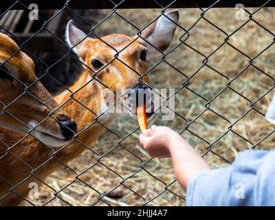 Füttern der Hirsche im Zoo. Der Hirsch im Zaun frisst ein Karottenstück, das von der Hand des Kindes gefüttert wird. Stockfoto