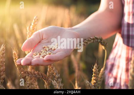 Ein junges Mädchen hält ein Weizenkorn in den Händen auf einem landwirtschaftlichen Feld. Körner in der Hand vor dem Hintergrund von Weizenspikeln und Sonnenuntergang Stockfoto