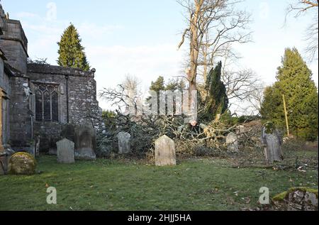 Romaldkirk , Teesdale, County Durham, Großbritannien. 30th. Januar 2022. Wetter in Großbritannien. Die Kirche von Romalkirk konnte nur wenige Meter schwer beschädigt werden, nachdem ein großer Baum während des Sturms Malik meine starken Winde niedergebracht hatte. Kredit: David Forster/Alamy Live Nachrichten Stockfoto