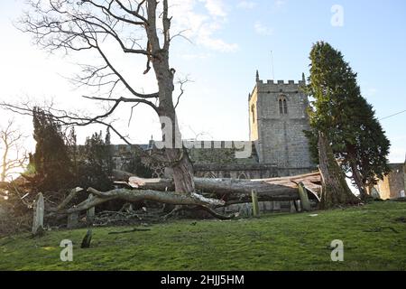 Romaldkirk , Teesdale, County Durham, Großbritannien. 30th. Januar 2022. Wetter in Großbritannien. Die Kirche von Romalkirk konnte nur wenige Meter schwer beschädigt werden, nachdem ein großer Baum während des Sturms Malik meine starken Winde niedergebracht hatte. Kredit: David Forster/Alamy Live Nachrichten Stockfoto