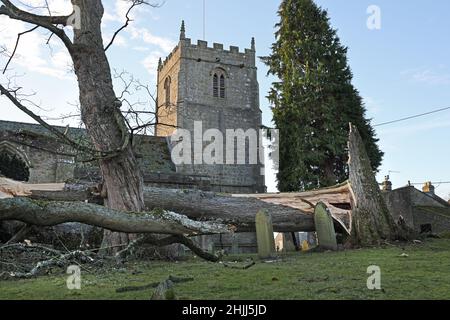 Romaldkirk , Teesdale, County Durham, Großbritannien. 30th. Januar 2022. Wetter in Großbritannien. Die Kirche von Romalkirk konnte nur wenige Meter schwer beschädigt werden, nachdem ein großer Baum während des Sturms Malik meine starken Winde niedergebracht hatte. Kredit: David Forster/Alamy Live Nachrichten Stockfoto