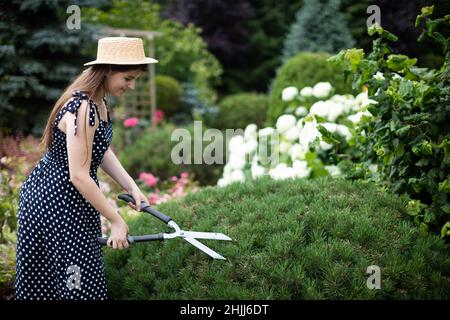 Eine junge Gärtnerin trimmt die Zweige einer Kiefer in ihrem Garten. Stockfoto