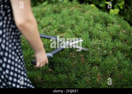 Eine Frau schneidet Kiefernzweige mit Gartenschere. Stockfoto