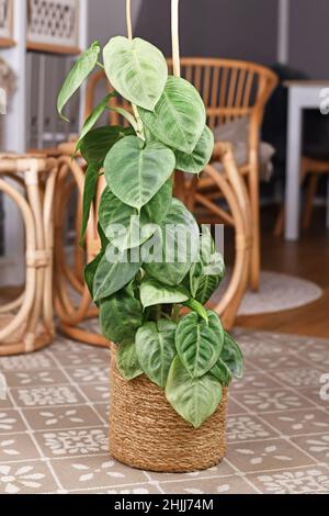 Vergossene „Syngonium macrophyllum Frosted Heart“-Zimmerpflanze, die im Wohnzimmer auf einer Stange klettert Stockfoto