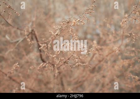 Blumen des Laubgrases, Büsche bedeckt mit Eiskruste nach dem eisigen Regen, Fragment, Hintergrund. Ausgewählter Fokus Stockfoto