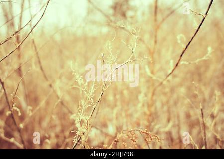 Blumen des Laubgrases, Büsche bedeckt mit Eiskruste nach dem eisigen Regen, Fragment, Hintergrund. Ausgewählter Fokus Stockfoto