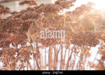 Blumen des Laubgrases, Büsche bedeckt mit Eiskruste nach dem eisigen Regen, Fragment, Hintergrund. Ausgewählter Fokus Stockfoto