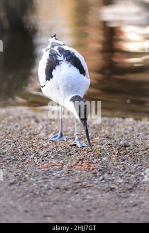 28. Januar 2022, Schleswig-Holstein, Bimöhlen: Eine Avocet (Recurvirostra avosetta) sucht in ihrer Voliere im Wildpark Eekholt nach Würmern. Foto: Jonas Walzberg/dpa Stockfoto