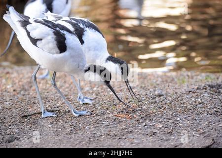 28. Januar 2022, Schleswig-Holstein, Bimöhlen: Avocets (Recurvirostra avosetta) Suchen Sie im Wildpark Eekholt in ihrer Voliere nach Würmern. Foto: Jonas Walzberg/dpa Stockfoto