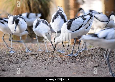 28. Januar 2022, Schleswig-Holstein, Bimöhlen: Avocets (Recurvirostra avosetta) Suchen Sie im Wildpark Eekholt in ihrer Voliere nach Würmern. Foto: Jonas Walzberg/dpa Stockfoto