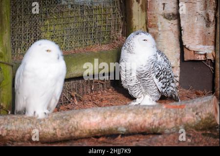 28. Januar 2022, Schleswig-Holstein, Bimöhlen: Zwei Schneeulen (Bubo scandiacus) sitzen in ihrer Voliere im Wildpark Eekholt. Foto: Jonas Walzberg/dpa Stockfoto