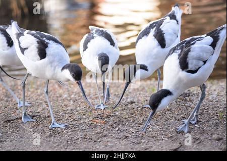 28. Januar 2022, Schleswig-Holstein, Bimöhlen: Avocets (Recurvirostra avosetta) Suchen Sie im Wildpark Eekholt in ihrer Voliere nach Würmern. Foto: Jonas Walzberg/dpa Stockfoto