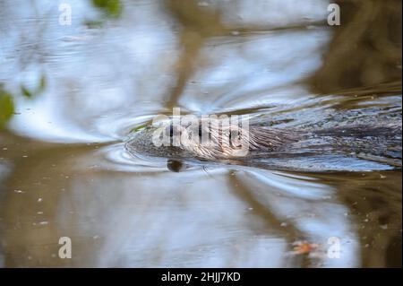 28. Januar 2022, Schleswig-Holstein, Bimöhlen: Im Wildpark Eekholt schwimmt ein Otter (Lutra lutra) durch die Osterau. Foto: Jonas Walzberg/dpa Stockfoto