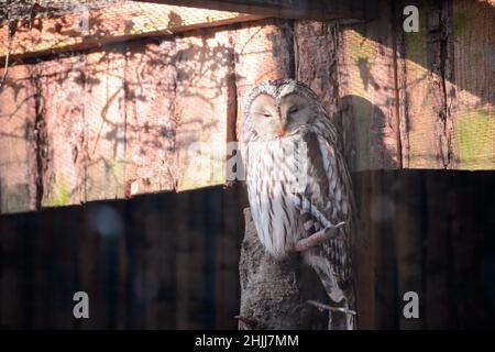28. Januar 2022, Schleswig-Holstein, Bimöhlen: Im Wildpark Eekholt sitzt in seiner Voliere ein Habichtkauz (Strix uralensis). Foto: Jonas Walzberg/dpa Stockfoto