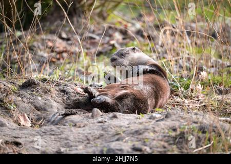28. Januar 2022, Schleswig-Holstein, Bimöhlen: Ein Otter (Lutra lutra) rollt in seinem Gehege im Wildpark Eekholt herum. Foto: Jonas Walzberg/dpa Stockfoto