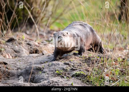 28. Januar 2022, Schleswig-Holstein, Bimöhlen: Ein Otter (Lutra lutra) spaziert durch sein Gehege im Wildpark Eekholt. Foto: Jonas Walzberg/dpa Stockfoto