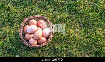 Korb mit frischen Hühnereiern auf dem Gras. Stockfoto