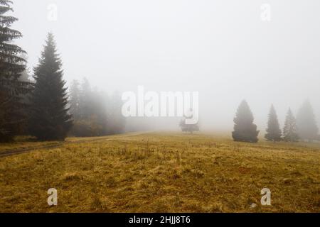 Bergwiese und Nadelwald am Morgen nebliger Nebel. Stockfoto