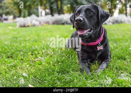 Spielen mit einem Hund im Park auf der Straße, einem schwarzen labrador auf grünem Gras, einem Hund, der mit Spielzeug spielt Stockfoto
