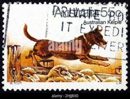 AUSTRALIEN - UM 1980: Eine in Australien gedruckte Briefmarke zeigt den australischen Kelpie, einen mittelgroßen australischen Schafhund, der erfolgreich im Mustern und Drovi ist Stockfoto