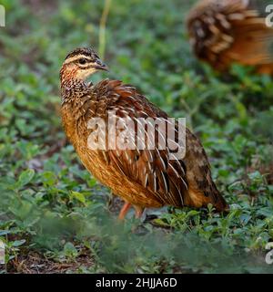 Wachtel - Coturnix Coturnix, schüchterner Bodenvogel aus weltweiten Büschen und Savannen, Tsavo Ost, Kenia. Stockfoto