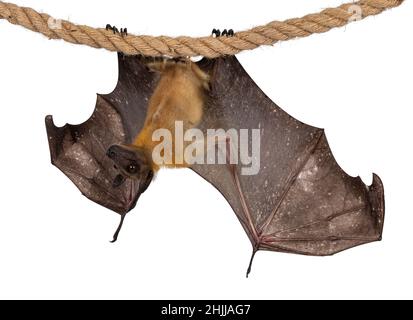 Junger Erwachsener Flughund, Fruchtfledermaus alias Megabat von chiroptera, hängende Seitenwege an Sisalseil mit beiden Spreizung, die Struktur der Knochen zeigt. Suchen Stockfoto