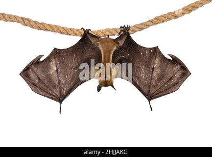 Junger erwachsener Flugfuchs, Fruchtfledermaus alias Megabat von chiroptera, der rückwärts an Sisalseil hing, wobei beide ausgebreitet die Knochenstruktur zeigten. Isoliert Stockfoto