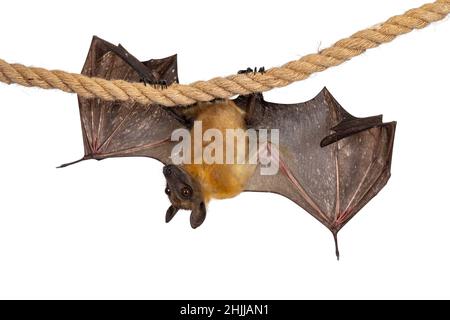 Junger Erwachsener Flughund, Fruchtfledermaus alias Megabat von chiroptera, hängende Seitenwege an Sisalseil mit beiden Spreizung, die Struktur der Knochen zeigt. Suchen Stockfoto