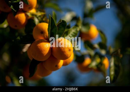 Selektives Fokusfoto von reifen Orangen in Orangenbaum Ast gegen einen blauen Himmel Stockfoto