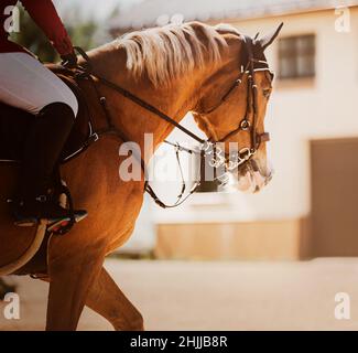 Ein schönes schnelles Pferd mit einem Reiter im Sattel galoppiert an einem sonnigen Sommertag bei Reitwettbewerben um die Arena. Reitsport. Pferd Stockfoto