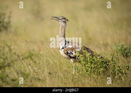 Kori Bustard - Ardeotis kori, großer Bodenvogel aus afrikanischen Savannen, Amboseli, Kenia. Stockfoto