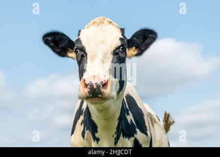 Dumme süße Kuh, sanfter Look, reif, Erwachsene schwarz-weiß, rosa Nase mit schwarzen Punkten und vor einem blauen Himmel. Stockfoto