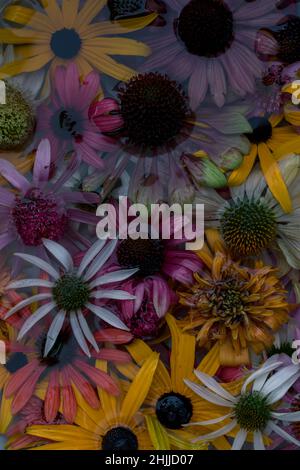 Gelbe, rosa, weiße, grüne und violette Echinacea- und Rudbeckia-Blüten auf der Wasseroberfläche Stockfoto