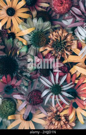 Gelbe, rosa, weiße, grüne und violette Echinacea- und Rudbeckia-Blüten auf der Wasseroberfläche Stockfoto