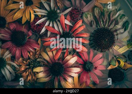 Gelbe, rosa, weiße, grüne und violette Echinacea- und Rudbeckia-Blüten auf der Wasseroberfläche Stockfoto