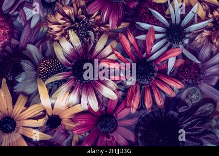 Gelbe, rosa, weiße, grüne und violette Echinacea- und Rudbeckia-Blüten auf der Wasseroberfläche Stockfoto