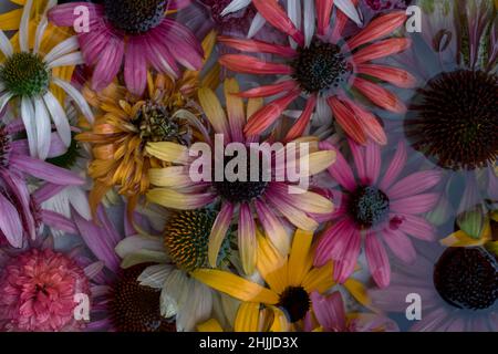 Gelbe, rosa, weiße, grüne und violette Echinacea- und Rudbeckia-Blüten auf der Wasseroberfläche Stockfoto