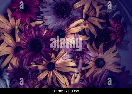 Gelbe, rosa, weiße, grüne und violette Echinacea- und Rudbeckia-Blüten auf der Wasseroberfläche Stockfoto
