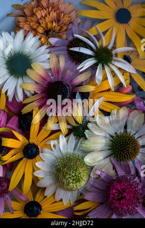 Gelbe, rosa, weiße, grüne und violette Echinacea- und Rudbeckia-Blüten auf der Wasseroberfläche Stockfoto
