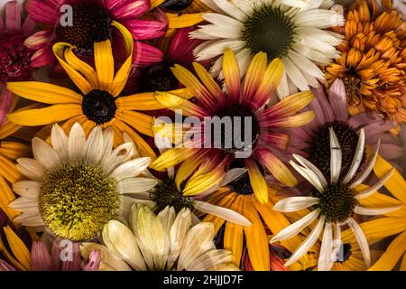 Gelbe, rosa, weiße, grüne und violette Echinacea- und Rudbeckia-Blüten auf der Wasseroberfläche Stockfoto