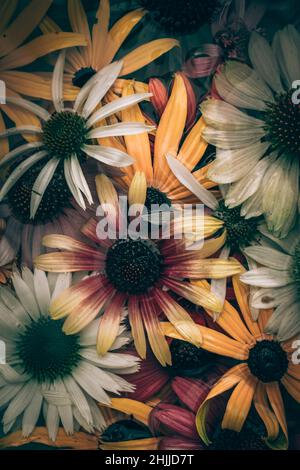 Gelbe, rosa, weiße, grüne und violette Echinacea- und Rudbeckia-Blüten auf der Wasseroberfläche Stockfoto