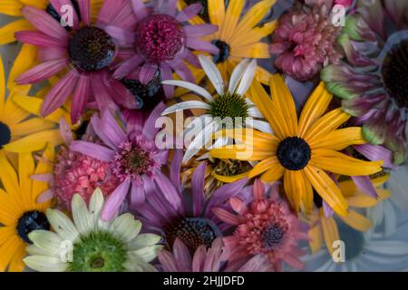 Gelbe, rosa, weiße, grüne und violette Echinacea- und Rudbeckia-Blüten auf der Wasseroberfläche Stockfoto