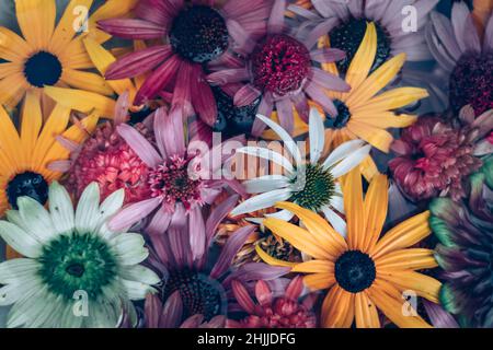 Gelbe, rosa, weiße, grüne und violette Echinacea- und Rudbeckia-Blüten auf der Wasseroberfläche Stockfoto