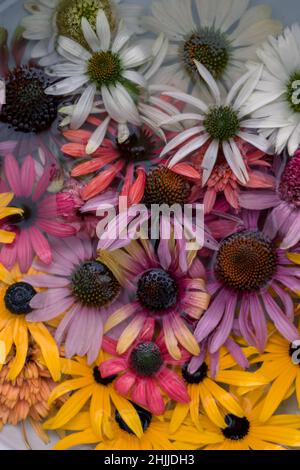 Gelbe, rosa, weiße, grüne und violette Echinacea- und Rudbeckia-Blüten auf der Wasseroberfläche Stockfoto