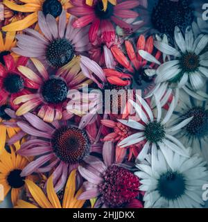 Gelbe, rosa, weiße, grüne und violette Echinacea- und Rudbeckia-Blüten auf der Wasseroberfläche Stockfoto
