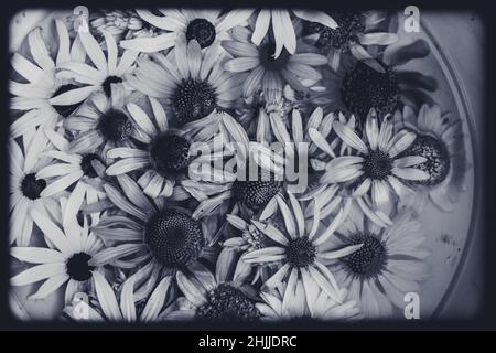 Gelbe, rosa, weiße, grüne und violette Echinacea- und Rudbeckia-Blüten auf der Wasseroberfläche Stockfoto