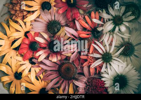 Gelbe, rosa, weiße, grüne und violette Echinacea- und Rudbeckia-Blüten auf der Wasseroberfläche Stockfoto