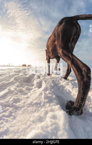 Großer Hund läuft im Schnee im Winter erkundet die Dogge das Schneefeld Stockfoto